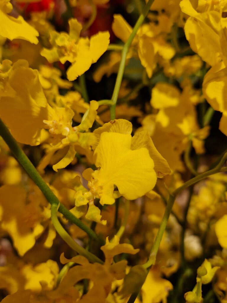 De Bloementuin Meppel