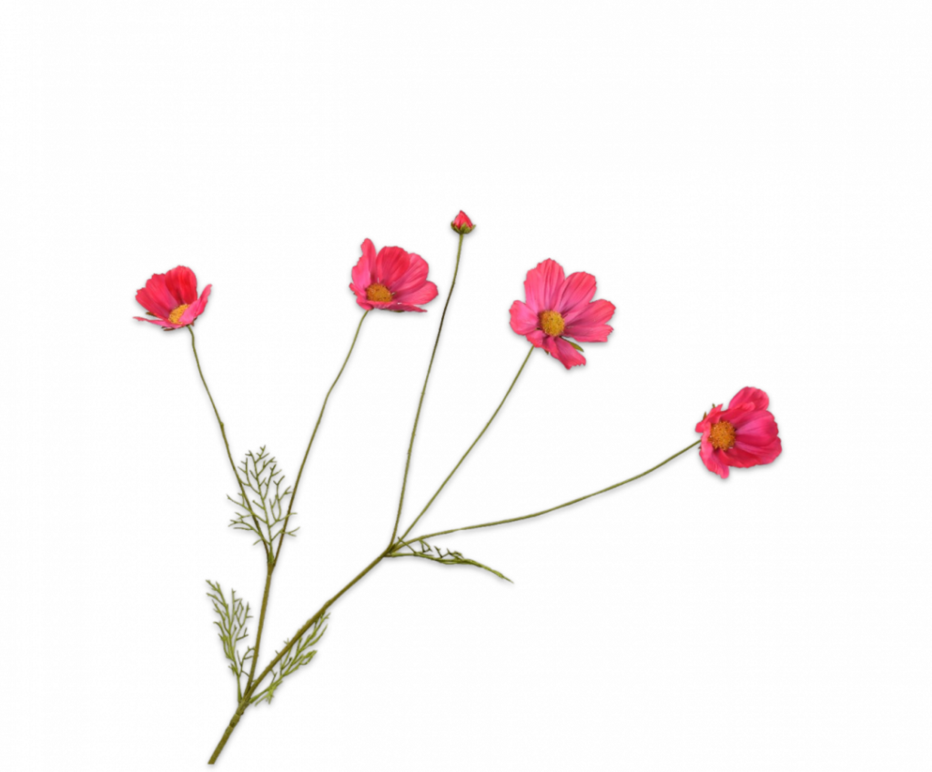 De Bloementuin Meppel