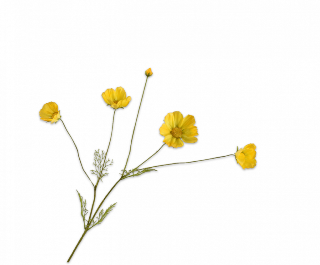 De Bloementuin Meppel