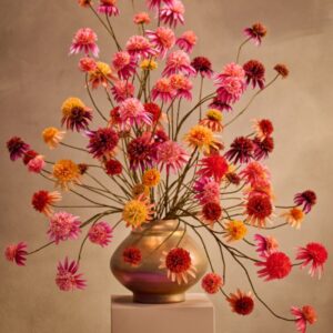Alternative view of Rudbeckia tak zalm