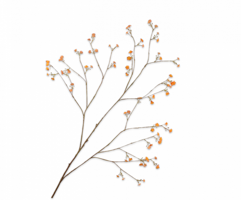 De Bloementuin Meppel