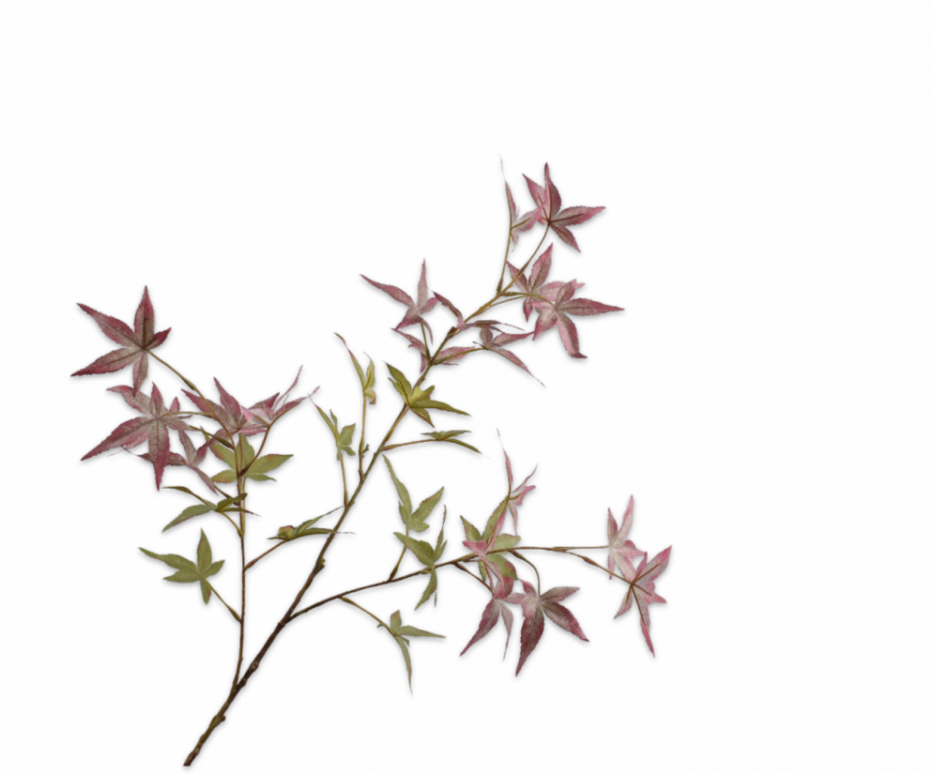 De Bloementuin Meppel