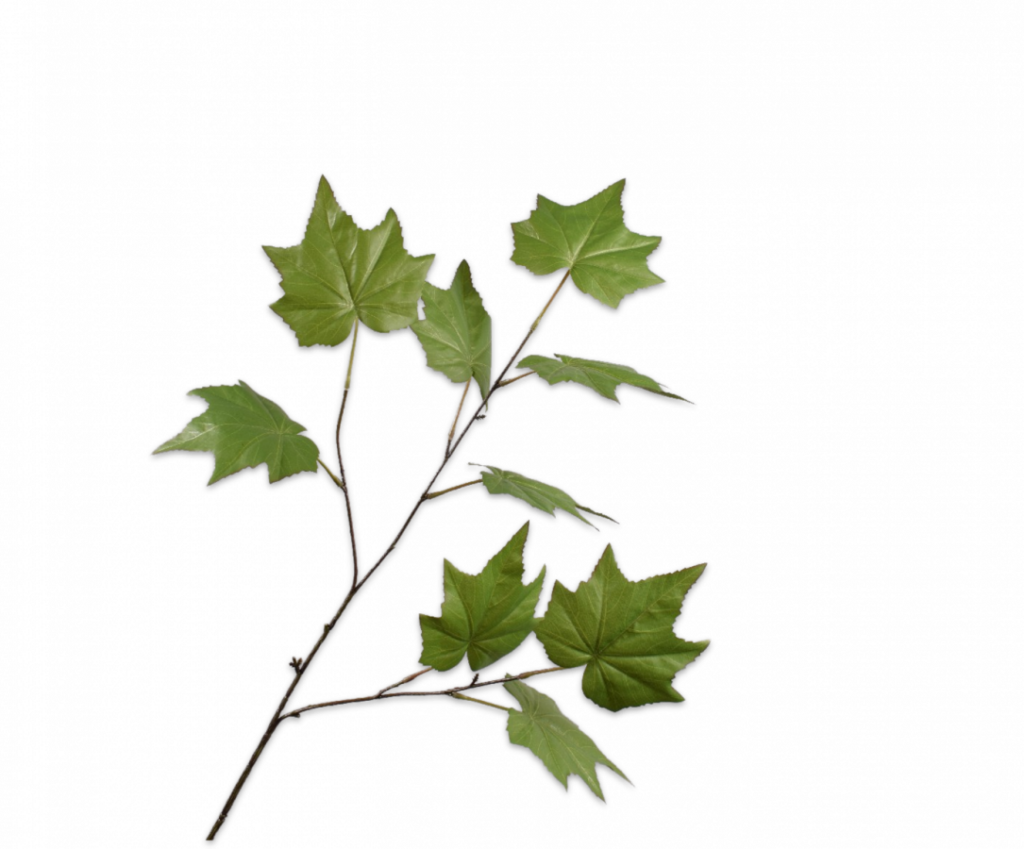 De Bloementuin Meppel